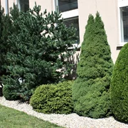 Okrasný rez drevín záhradnícke služby